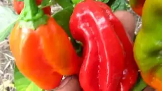 Habanero Antillais 14.5 - Хабанеро Антильский 14.5