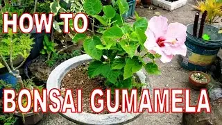 How to Bonsai Gumamela or Hibiscus