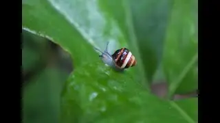 Students, Snails, and Civic Involvement