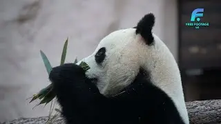 Panda Cute | 4K Footage