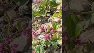 Бадан цветёт.Что-то рановато в этом году)!