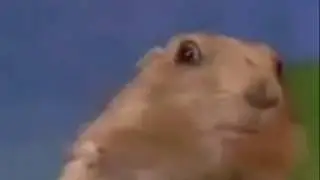 Удивление сурка | Videoinsert.ru
