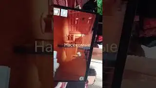 Евген и ма насекомые