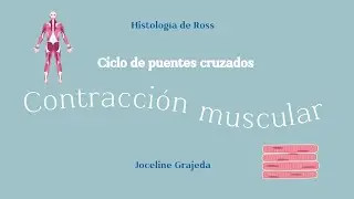 Contracción muscular - Ciclo de puentes cruzados