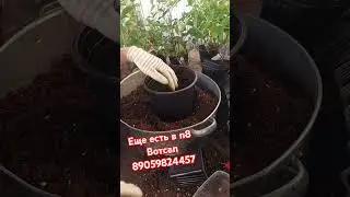 Рассаживаем Металлику в с3 