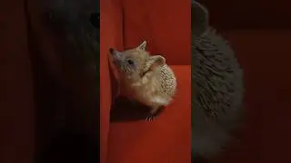 🫖🛋Диванчик для ёжика