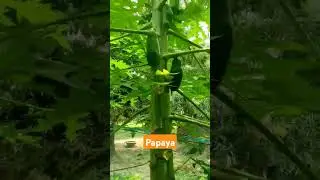 papaya tree #papaya #vagetable