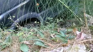 Mavas a (tentar) subir barreira de pedras