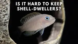 Shell Dweller Care and Breeding Guide - Neolamprologus Multifasciatus