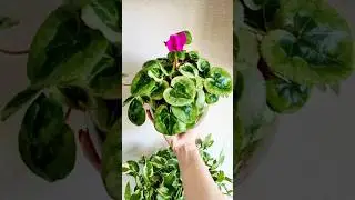 цикламен в #сфагнумфускум #sphagnum_eco #plants #растения #myplant #цикламены #cyclamen #plantlover