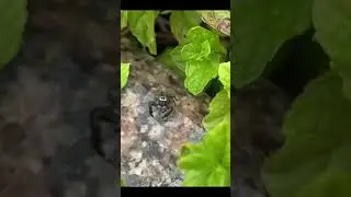 Thyene imperialis (jumping spider)