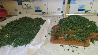 Чай из листьев ореха /люцерна /мята /мелисса/клевер /календула/шалфей/цикорий /