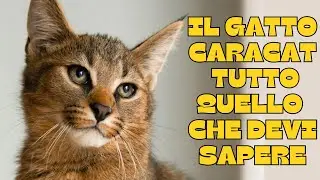 🐾The Caracat cat: everything you need to know! 🐾