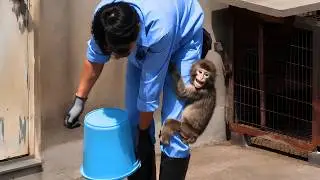 Baby Monkey Punch Clings to His Keeper While Everyone Else Gets Food 🐒🇯🇵