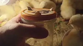 Поилка для суточных цыплят своими руками за минуту