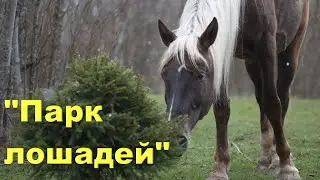 "Парк лошадей" или поговорим о ипповенции.