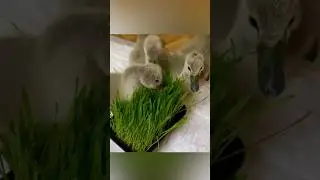 Ммм…вкуснятина 🌿 Птенцы лебедя кушают 🦢 