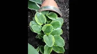 Мини хоста Майти Маус ( лат.  Hosta Mighty Mouse)