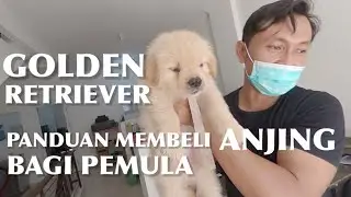 GOLDEN RETRIEVER | PANDUAN MEMBELI ANJING BAGI PEMULA | DAILYVLOG
