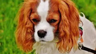 Calm and Relaxing music - Ambient,Happy - Pet theme