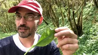 Débuter la cueillette de plantes sauvages sans risques
