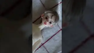 Авторская шарнирная кукла art bjd doll Siren 