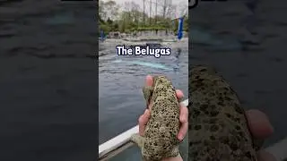 Showing Peppers places she’s never seen before 🦎