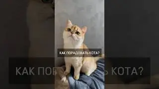 Как порадовать кота?