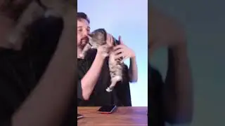 Trying to film with two kittens 😻😹
