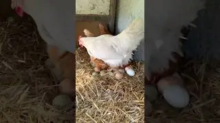 This is what happens, when you don’t collect the chicken eggs #shorts #backyardchickens