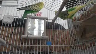 Волнистые попугаи Кеша и Ксюша.