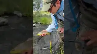 Chasing Brown Trout Up Small Stream | Fly Fishing #Shorts