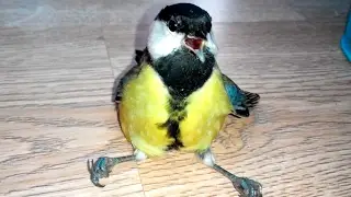 Bird in the hand 2