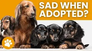 Do Mom Dogs Miss Their Puppies After Adoption?