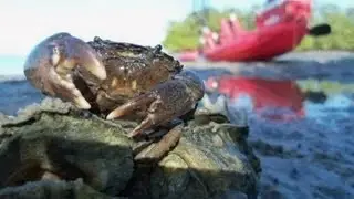 Anchor Float and Crab Bait