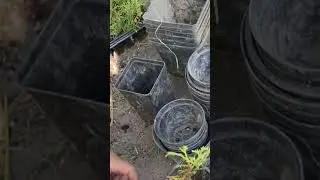 Пересаживаем туят, сорт Зебрино