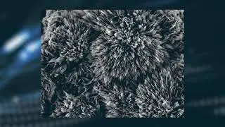 Caso de Éxito - Contaminación Biológica en Componente Electrónico