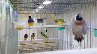 גולדנים ראש שחור חזה סגול