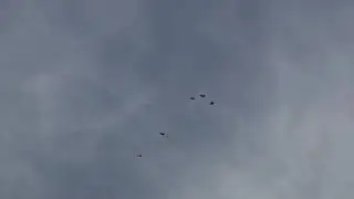 обгон поздних голубят
