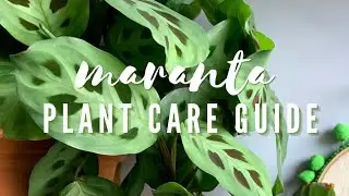 PRAYER PLANT CARE GUIDE | How to Care for Maranta Leuconeura House Plant