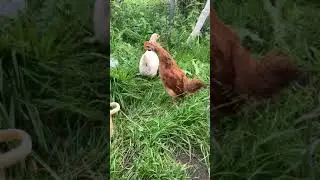 Цыплятам 2 месяца