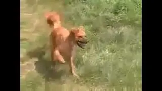 Чекнутая собака / crazy dog