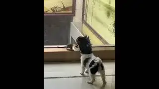 DIO VS Jotaro