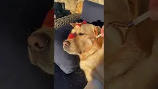 My dog had a spa day!