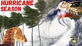Hurricane Prep & Snake Survival: What You Need to Know