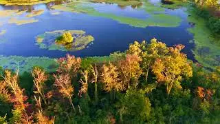 Pterodactyl Swamp