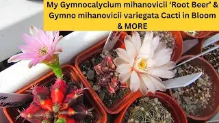 Gymnocalycium mihanovichii 'Root Beer' & Gymno mihanovichii variegata Cacti in Bloom & MORE #cactus