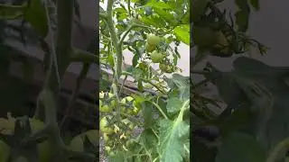 Урожай больше и на 7-10 дней раньше 🤗🤗🤗
