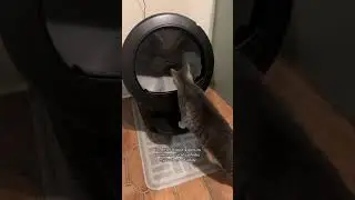 Your cat can't WAIT to try this out 🙀