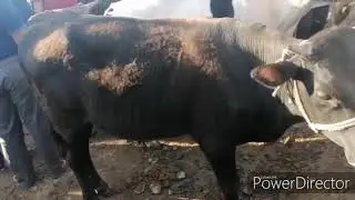 13.06.2020 2 QISM MIRSHADI MOL BOZORI NARXLARI